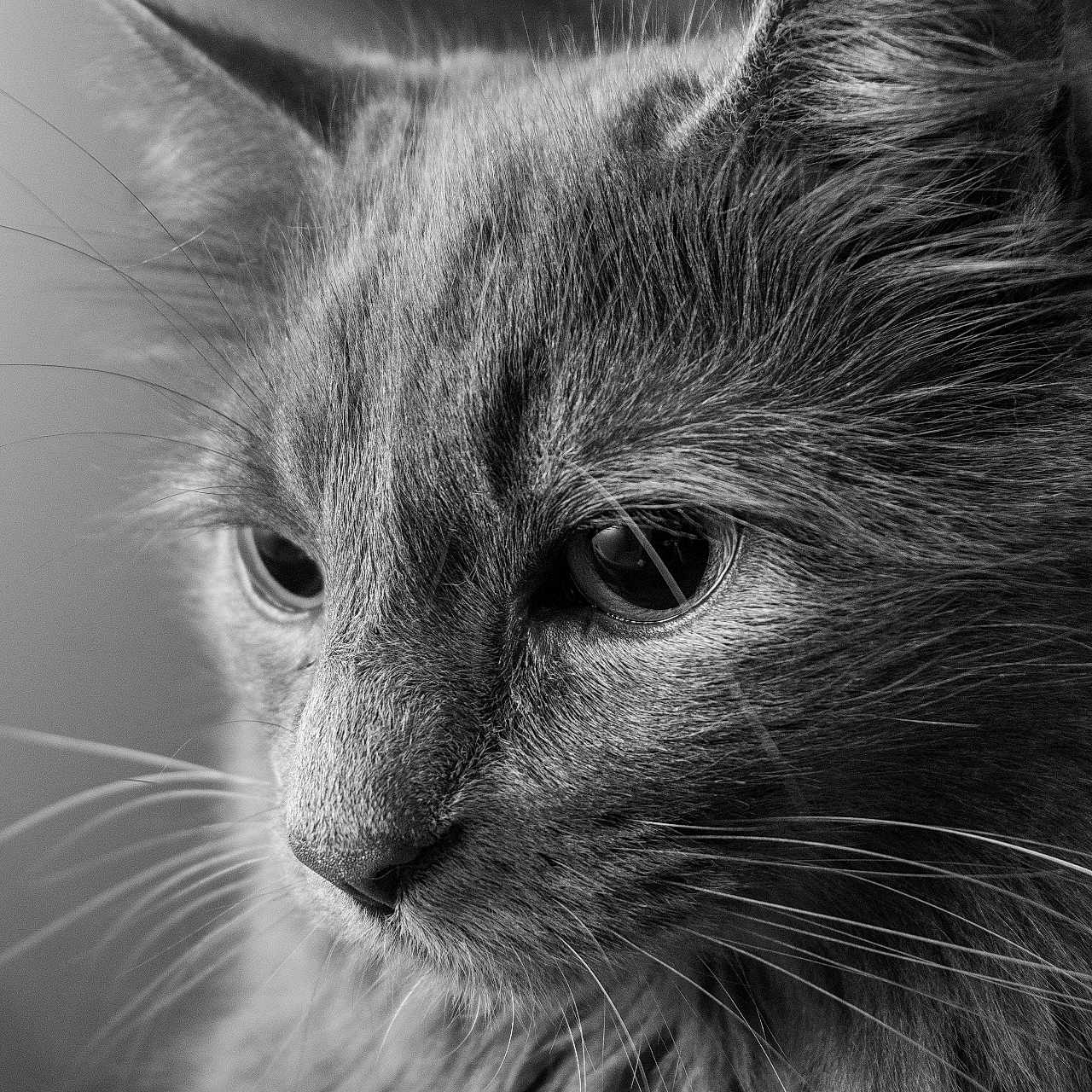 Raya a rejoint le concours — aidez-le/la à gagner de superbes lots ! animal, black_and_white, calm, cat, close_up, detailed, ears, eyes, feline, fur, indoor, majestic, muzzle, nose, pet, portrait, side_view, soft_light, texture, whiskers