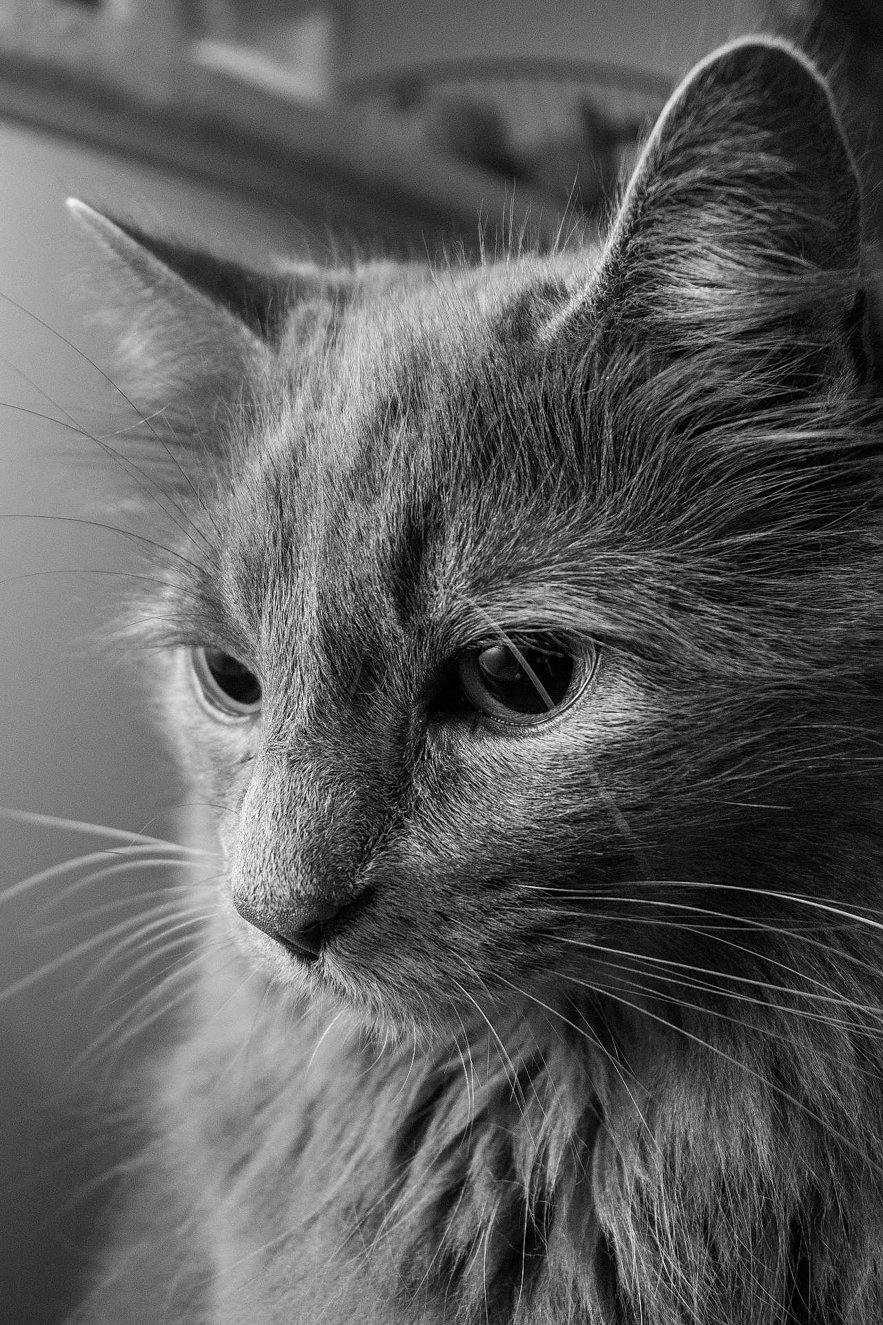 Raya a rejoint le concours — aidez-le/la à gagner de superbes lots ! animal, black_and_white, calm, cat, close_up, detailed, ears, eyes, feline, fur, indoor, majestic, muzzle, nose, pet, portrait, side_view, soft_light, texture, whiskers