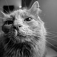 Raya a rejoint le concours — aidez-le/la à gagner de superbes lots ! animal, black_and_white, cat, close_up, curious, cute, domestic_cat, eyes, face, feline, fur, furry, indoor, long_whiskers, mammal, nose, pet, portrait, soft_texture, whiskers