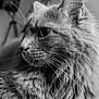 Raya participe au concours pour gagner de l'argent avec cette photo : animal, black_and_white, calm, cat, close_up, cute, detail, domestic_cat, feline, fluffy, fur, head, indoor, looking_away, mammal, pet, portrait, side_view, soft_texture, whiskers