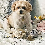 Mija is registered to the contest to win money with this photo: dog, bed, pillow, toy, plush_toy, patterned_bedding, indoor, cute, pet, curious, furry, small_dog, sitting, cozy, decor, fabric, resting, animal, home, companion