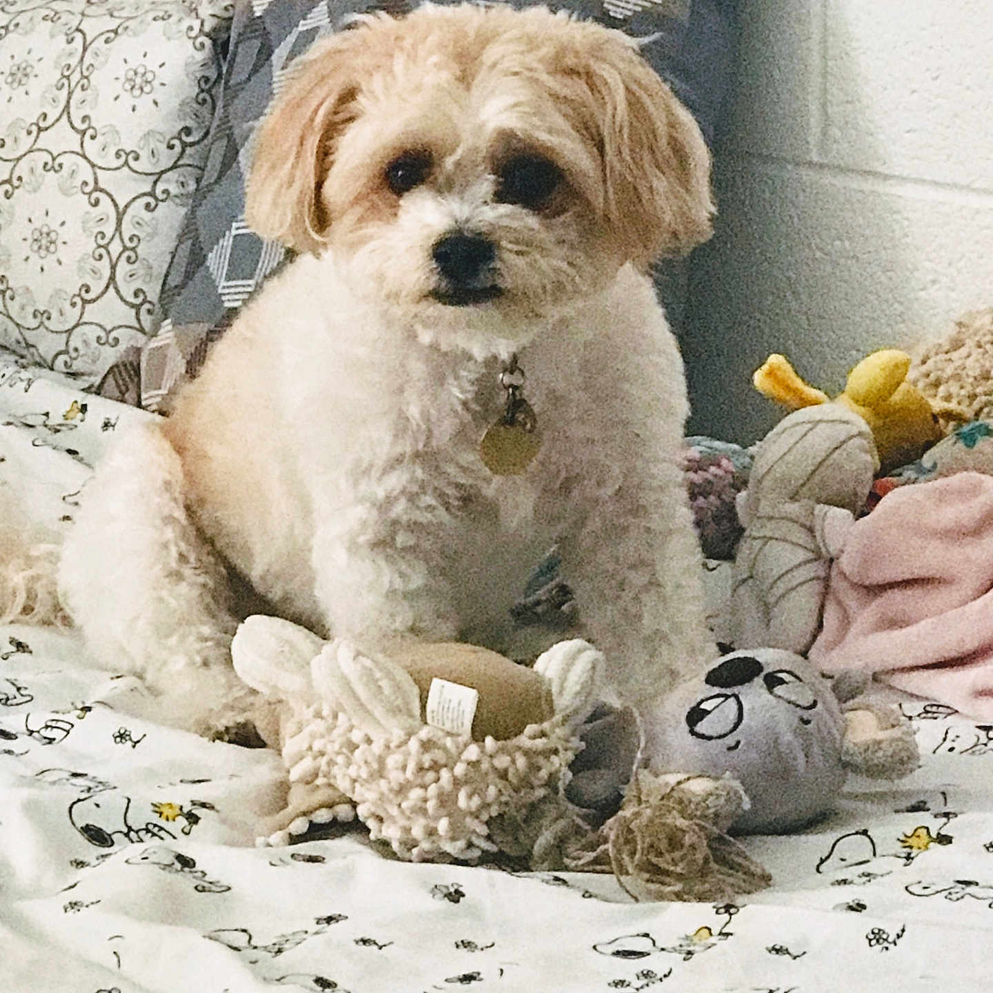Mija is registered to the contest to win money with this photo: animal, bed, companion, cozy, curious, cute, decor, dog, fabric, furry, home, indoor, patterned_bedding, pet, pillow, plush_toy, resting, sitting, small_dog, toy