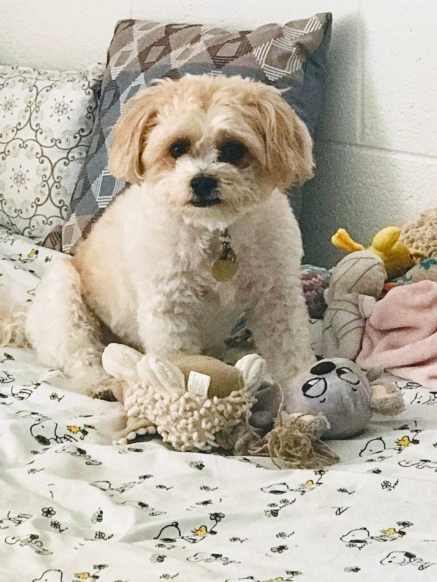 Mija is registered to the contest to win money with this photo: dog, bed, pillow, toy, plush_toy, patterned_bedding, indoor, cute, pet, curious, furry, small_dog, sitting, cozy, decor, fabric, resting, animal, home, companion