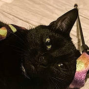 Nua a rejoint le concours — aidez-le/la à gagner de superbes lots ! accessory, animal, black_cat, cat, close_up, colorful, curious, cute, eyes, feline, fur, headband, indoor, lying_down, pet, portrait, resting, soft_surface, texture, whiskers