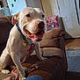 dog, white_dog, pitbull, couch, living_room, leash, collar, tongue, happy, sitting, pet, furniture, refrigerator, door, carpet, childs_chair, human_hand, indoor, close_up, smile