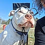 dog, white_dog, pet, glasses, graduation_cap, bow_tie, collar, leash, close_up, portrait, outdoor, blue_sky, grass, person, partial_face, humor, costume, fire_hydrant, metal_clip, fence