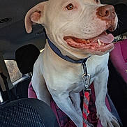 Jojo joined the competition — help win amazing prizes! dog, pitbull, pet, car_interior, backseat, dog_leash, collar, tongue_out, happy, close_up, portrait, white_fur, paw, child_car_seat, seat, nose, teeth, eyes, canine, travel