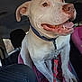 dog, pitbull, pet, car_interior, backseat, dog_leash, collar, tongue_out, happy, close_up, portrait, white_fur, paw, child_car_seat, seat, nose, teeth, eyes, canine, travel
