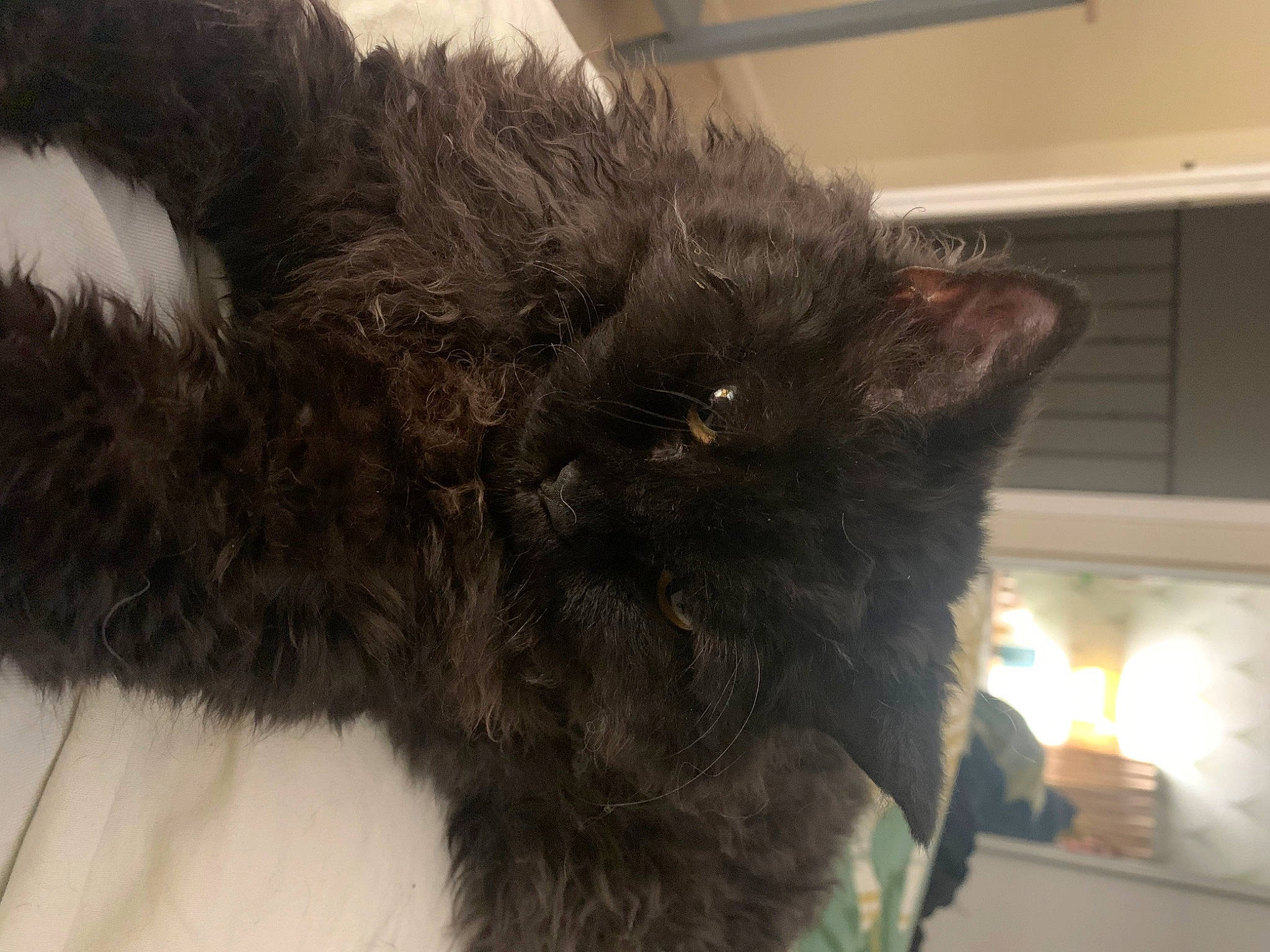 Tilda participe au concours pour gagner de l'argent avec cette photo : black_cat, british_longhair, carnivore, cat, claw, dog_breed, domestic_short_haired_cat, felidae, fur, liver, paw, small_to_medium_sized_cats, snout, tail, terrestrial_animal, whiskers, window