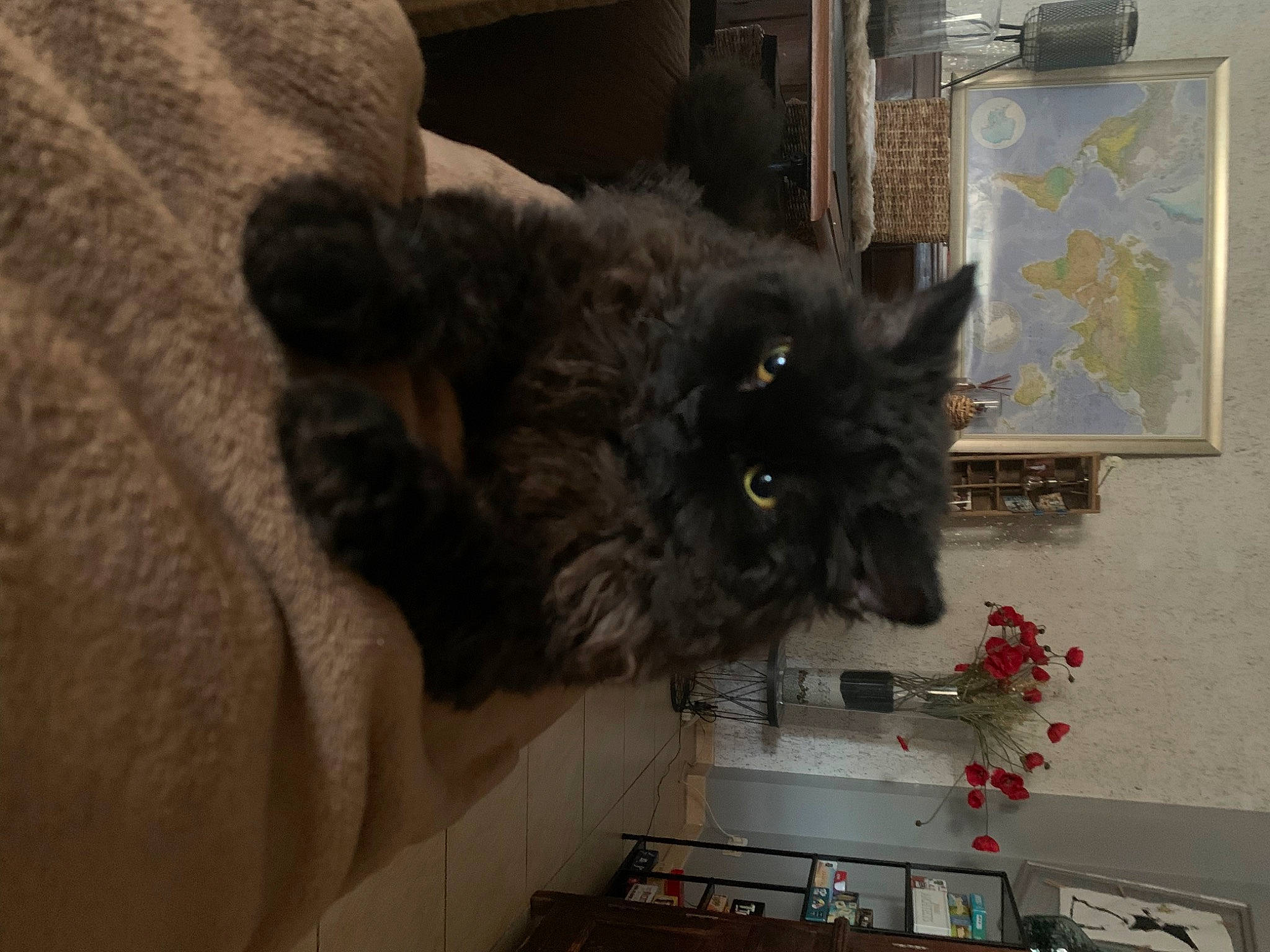 Tilda a rejoint le concours — aidez-le/la à gagner de superbes lots ! black_cat, cat, claw, comfort, dog_breed, domestic_short_haired_cat, felidae, fur, grey, hardwood, natural_material, room, small_to_medium_sized_cats, tail, terrestrial_animal, whiskers