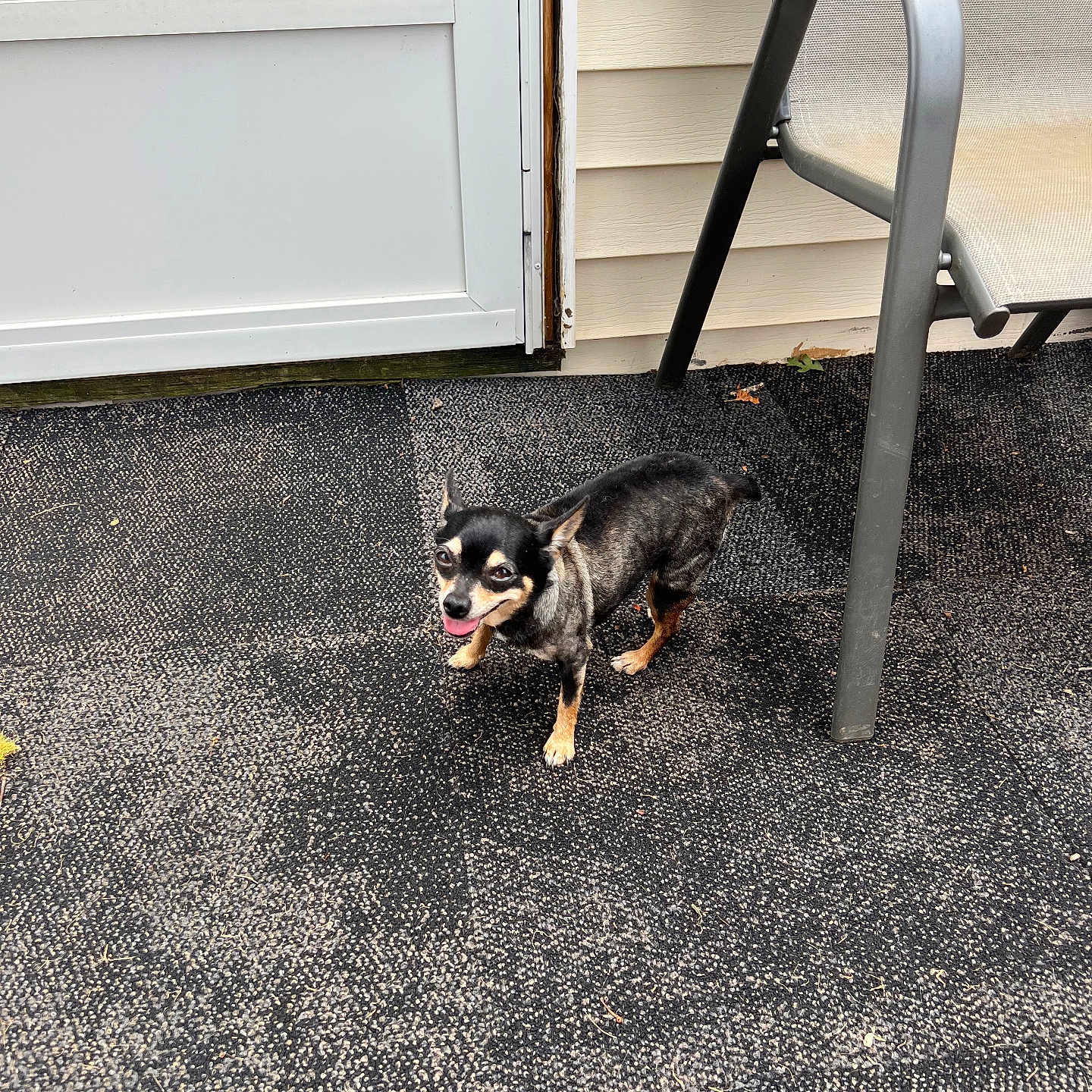 Angel joined the competition — help win amazing prizes! animal, black_dog, canine, chair, daylight, dog, door, floor_mat, happy, home, house_siding, looking_up, outdoor, patio, pet, small_dog, smiling, standing, tan_dog, tongue_out