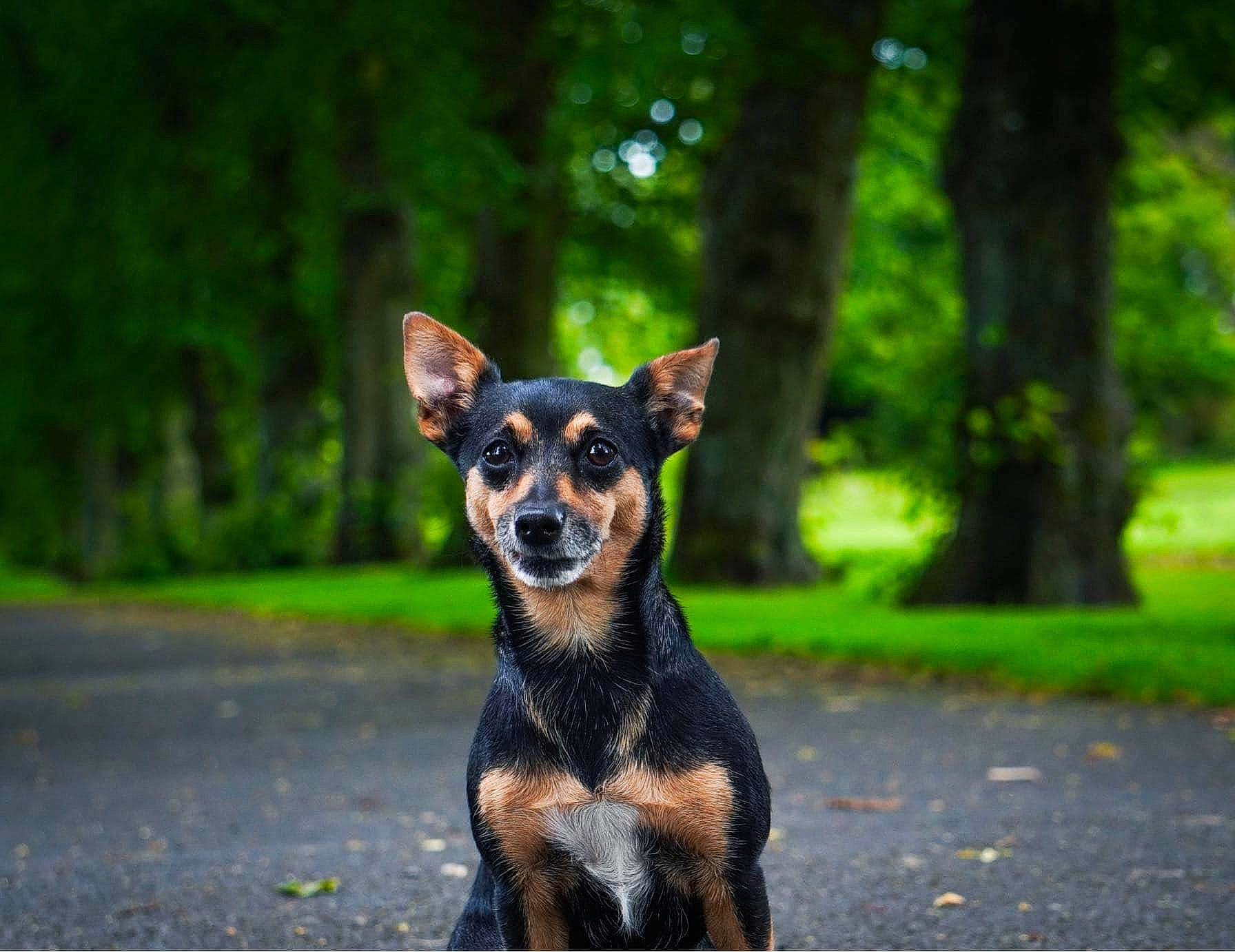 Monster is registered to the contest to win money with this photo: asphalt, carnivore, companion_dog, dog, dog_breed, fawn, forest, grass, landscape, plant, road, russkiy_toy, snout, sporting_group, terrestrial_animal, toy_dog, tree, whiskers, working_animal, working_dog