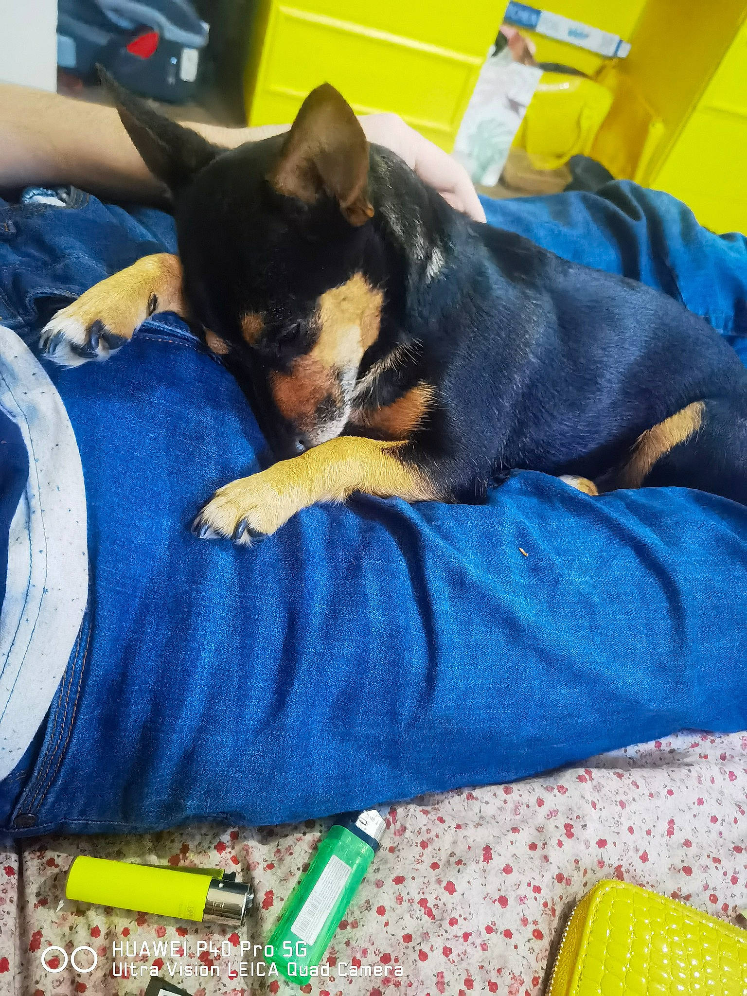 Monster is registered to the contest to win money with this photo: blanket, canidae, carnivore, chair, comfort, companion_dog, couch, dog, dog_breed, dog_supply, electric_blue, fur, linens, nap, pinscher, room, sitting, sporting_group, toy_dog, working_dog