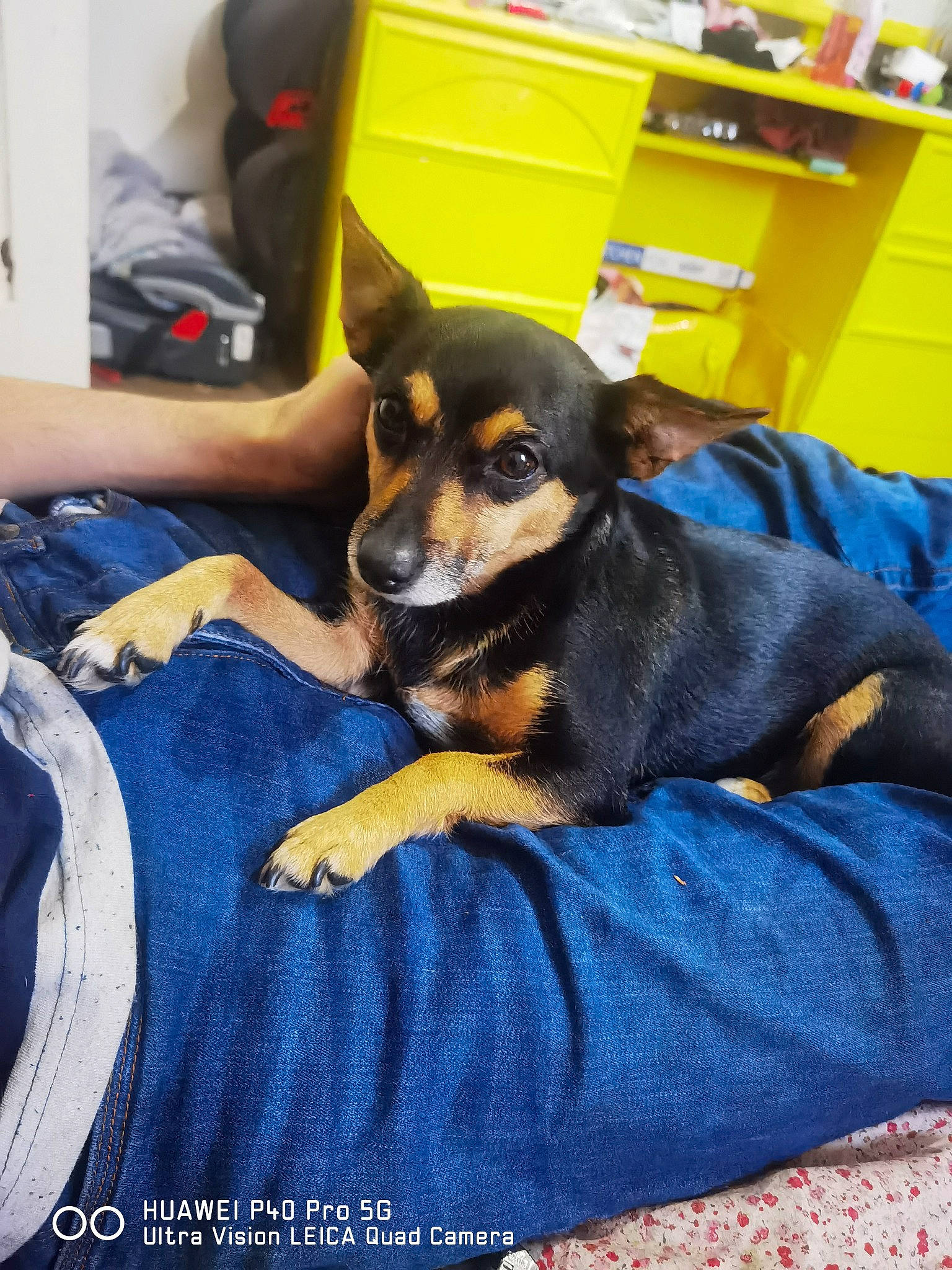 Monster joined the competition — help win amazing prizes! bag, canidae, carnivore, chair, comfort, companion_dog, dog, dog_breed, electric_blue, fawn, fur, puppy, refrigerator, room, shelf, sitting, snout, sporting_group, toy_dog, yellow