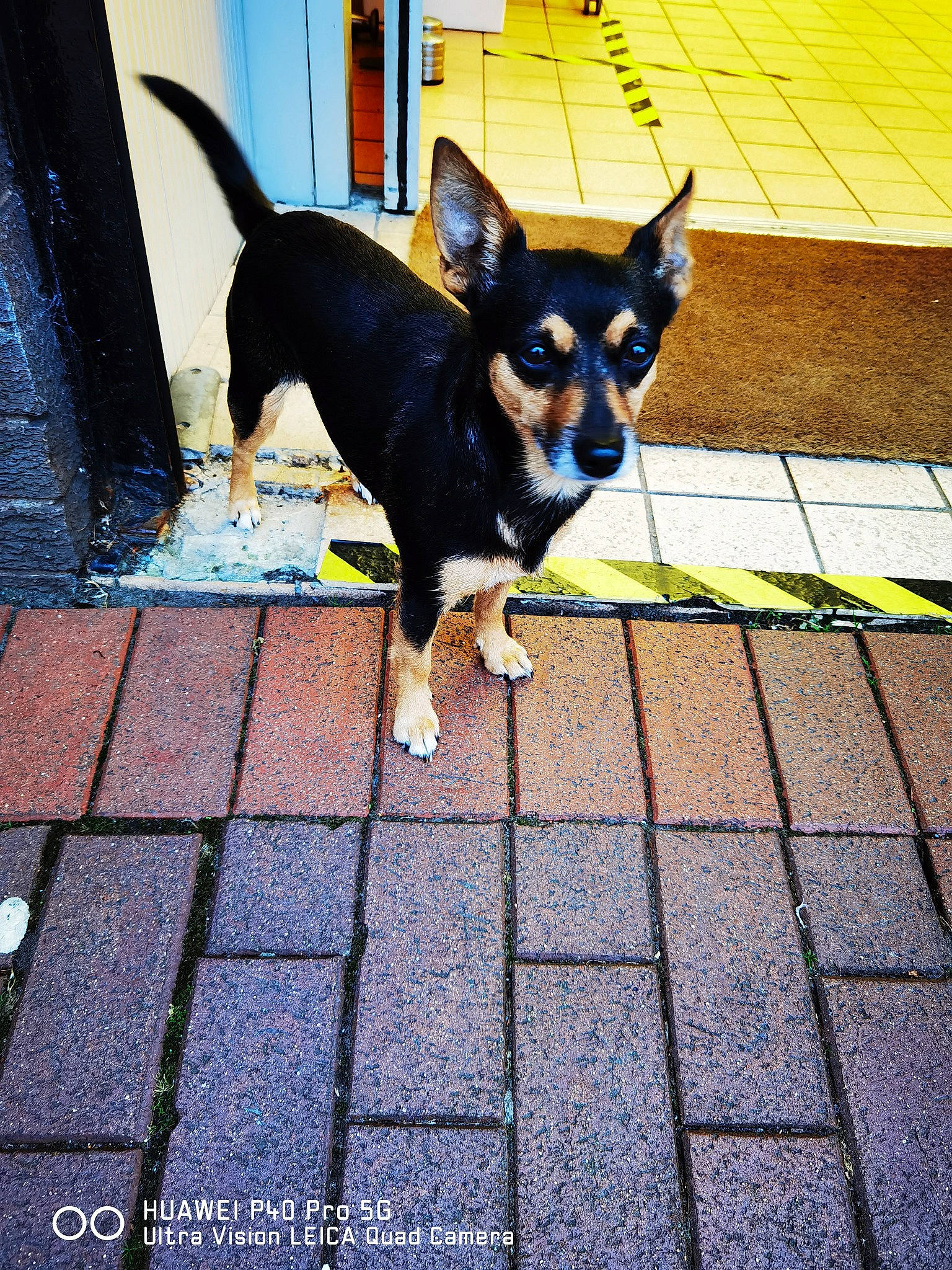 Monster joined the competition — help win amazing prizes! canidae, carnivore, cobblestone, companion_dog, dog, dog_breed, electric_blue, fawn, flooring, line, pattern, purple, road, road_surface, shadow, sidewalk, snout, sporting_group, toy_dog, working_animal