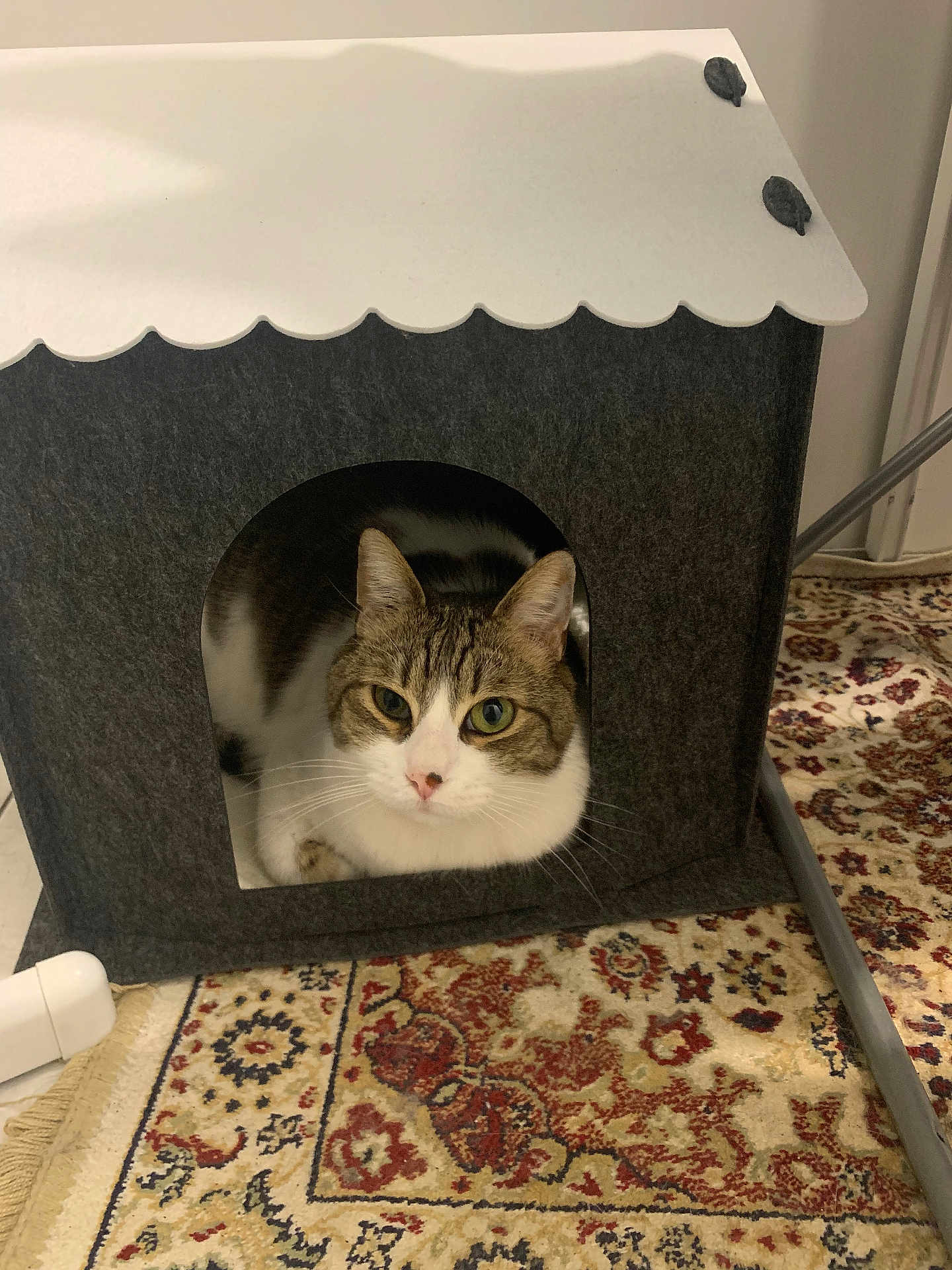 Chipper a rejoint le concours — aidez-le/la à gagner de superbes lots ! cat, tabby_cat, cat_house, felt, pet, indoor, curious, animal, fur, whiskers, ears, resting, carpet, patterned_rug, cozy, home, cute, domestic_cat, feline, household