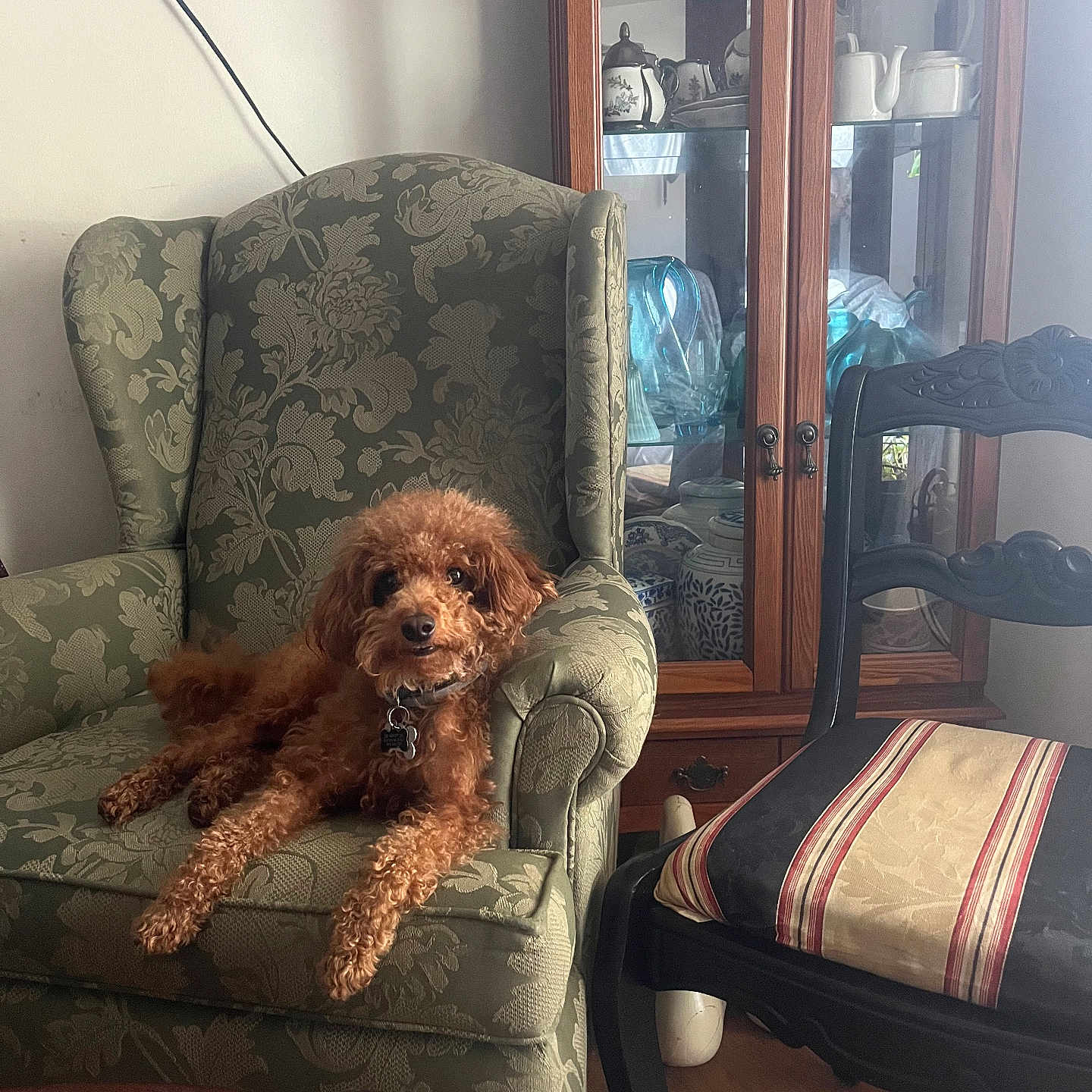 Titus Brown is registered to the contest to win money with this photo: armchair, brown_dog, ceramics, chair, collar, cozy, curious, curly_fur, cushion, decor, dog, furniture, glassware, home_interior, indoor, pet, relaxed, striped_cushion, wooden_cabinet, wooden_floor