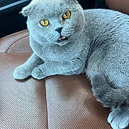 Heremes joined the competition — help win amazing prizes! amber_eyes, animal, car_seat, cat, close_up, curious, cute, domestic_animal, feline, gray_fur, indoor, leather_seat, paw, pet, portrait, relaxed, scottish_fold, sitting, tail, whiskers