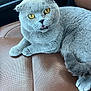 amber_eyes, animal, car_seat, cat, close_up, curious, cute, domestic_animal, feline, gray_fur, indoor, leather_seat, paw, pet, portrait, relaxed, scottish_fold, sitting, tail, whiskers