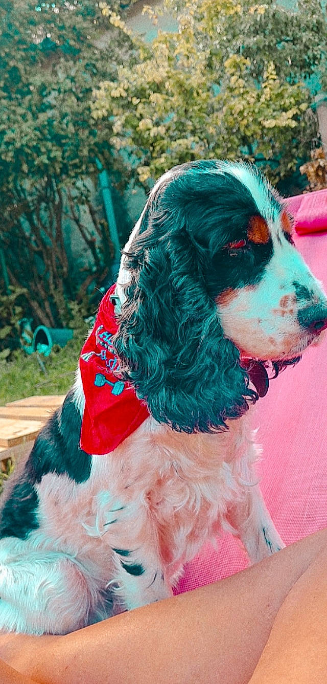 Sora a rejoint le concours — aidez-le/la à gagner de superbes lots ! canidae, carnivore, collar, companion_dog, dog, dog_breed, dog_collar, dog_supply, fur, green, gun_dog, liver, plant, spaniel, sporting_group, toy_dog, tree, water_dog, working_animal, working_dog