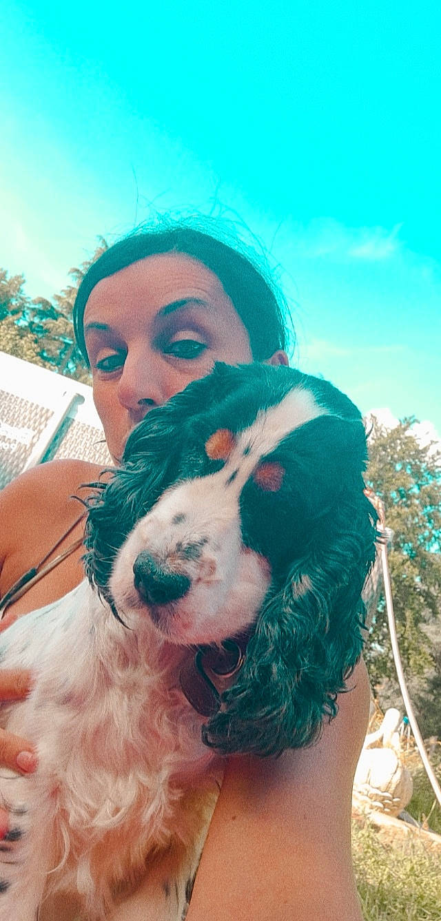 Sora participe au concours pour gagner de l'argent avec cette photo : blue, companion_dog, dog_breed, ear, eye, eyewear, fawn, fun, fur, grass, green, happy, long_hair, neck, skin, sky, smile, snout, vertebrate, working_animal