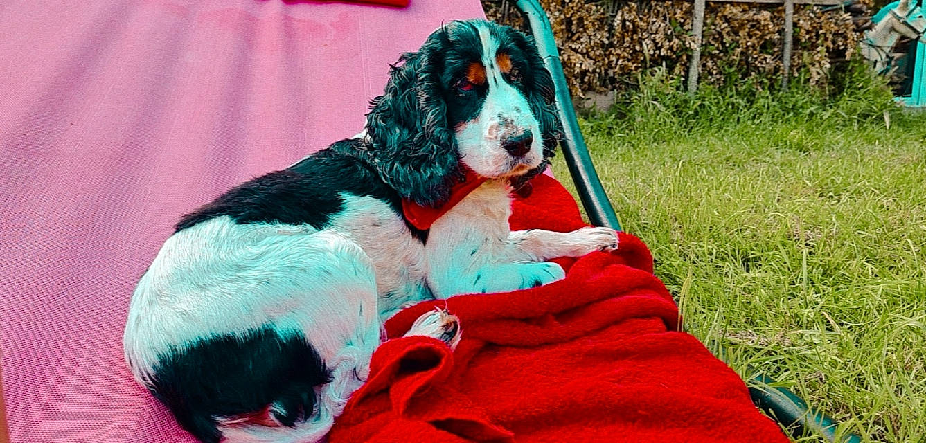 Sora a rejoint le concours — aidez-le/la à gagner de superbes lots ! canidae, carnivore, cavalier_king_charles_spaniel, cocker_spaniel, companion_dog, dog, dog_breed, dog_collar, dog_supply, fur, grass, gun_dog, liver, pattern, plant, spaniel, sporting_group, water_dog, working_animal, working_dog