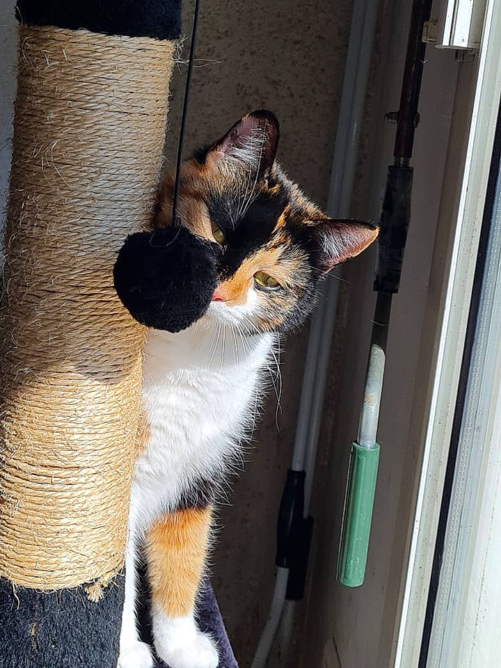 Luna participe au concours pour gagner de l'argent avec cette photo : carnivore, cat, claw, domestic_short_haired_cat, door, fawn, felidae, foot, fur, human_leg, paw, shadow, small_to_medium_sized_cats, snout, tail, terrestrial_animal, tints_and_shades, whiskers, window, wood