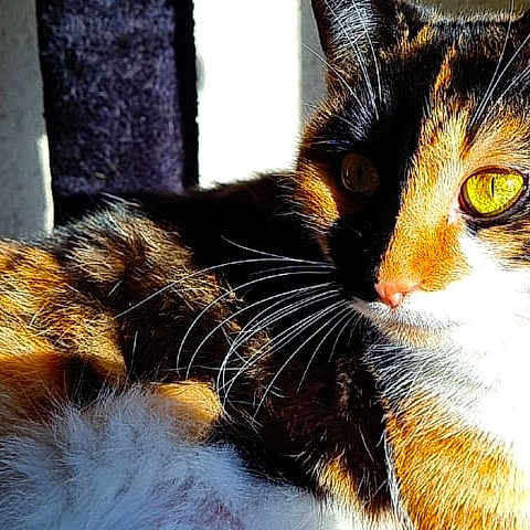 Luna