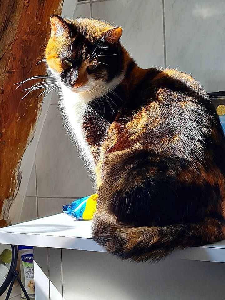Luna a rejoint le concours — aidez-le/la à gagner de superbes lots ! automotive_lighting, automotive_window_part, box, cardboard, carnivore, cat, comfort, domestic_short_haired_cat, felidae, fur, glass, paw, rectangle, sitting, small_to_medium_sized_cats, tail, visual_arts, whiskers, window, windshield