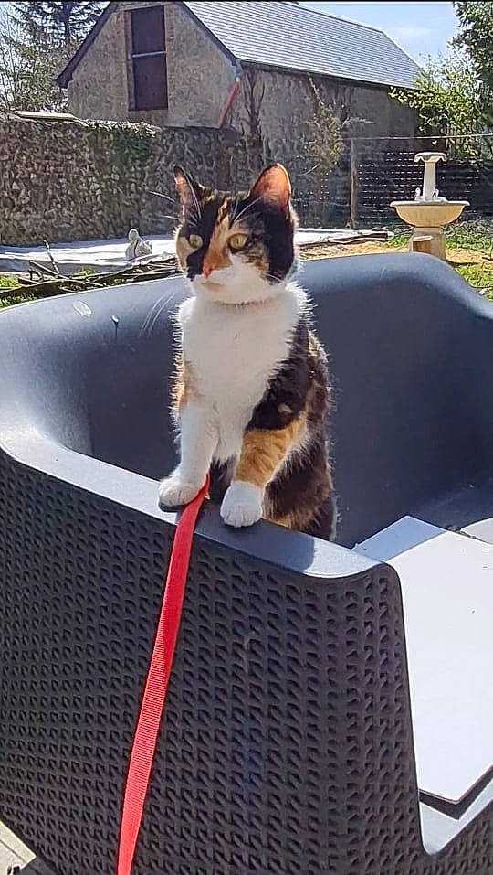 Luna a rejoint le concours — aidez-le/la à gagner de superbes lots ! carnivore, cat, chair, domestic_short_haired_cat, door, felidae, fur, grass, leisure, outdoor_furniture, plant, roof, sitting, small_to_medium_sized_cats, snout, tail, tree, water, whiskers, window