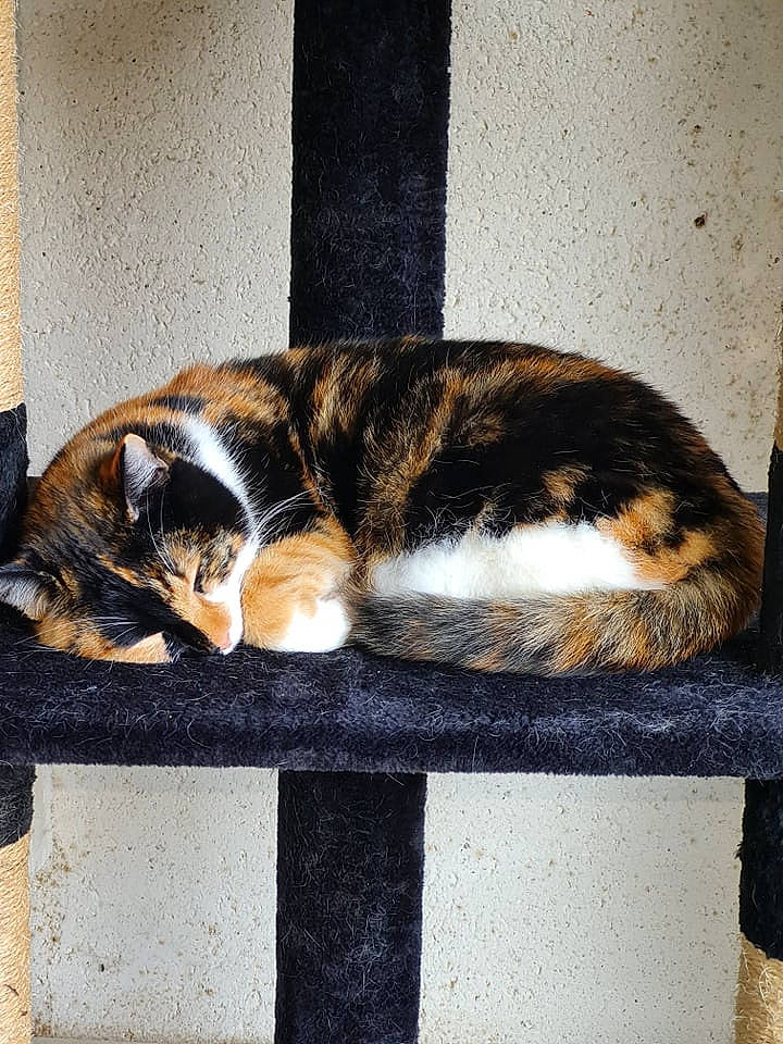 Luna participe au concours pour gagner de l'argent avec cette photo : art, carnivore, cat, domestic_short_haired_cat, felidae, flooring, fur, nap, paw, porch, rectangle, sitting, sleep, small_to_medium_sized_cats, snout, tail, tints_and_shades, whiskers, window, wood