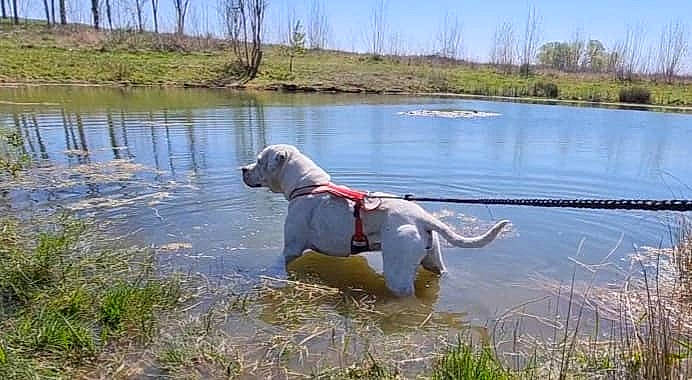 Iron a rejoint le concours — aidez-le/la à gagner de superbes lots ! bank, carnivore, collar, companion_dog, dog, dog_breed, fawn, freshwater_marsh, grass, gun_dog, lacustrine_plain, lake, leash, plant, reservoir, sky, tail, tree, water, working_animal