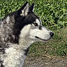 Bojka participe au concours pour gagner de l'argent avec cette photo : dog, husky, siberian_husky, canine, black_and_white, fluffy, fur, portrait, profile, outdoor, grass, vegetation, greenery, garden, nature, animal, pet, collar, chain, snout