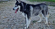 Bojka participe au concours pour gagner de l'argent avec cette photo : dog, husky, siberian_husky, canine, black_and_white, standing, tongue_out, leash, harness, outdoor, riverside, riverbank, rocky_ground, gravel, trees, grass, embankment, sky, sunset, portrait