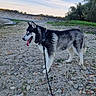 dog, husky, siberian_husky, canine, black_and_white, standing, tongue_out, leash, harness, outdoor, riverside, riverbank, rocky_ground, gravel, trees, grass, embankment, sky, sunset, portrait