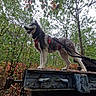 Bojka participe au concours pour gagner de l'argent avec cette photo : dog, husky, canine, outdoor, forest, woodland, trees, autumn, leaves, animal, pet, harness, leash, standing, profile, open_mouth, tongue, metal_platform, rustic, adventure