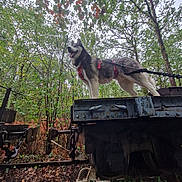 Bojka a rejoint le concours — aidez-le/la à gagner de superbes lots ! dog, husky, siberian_husky, canine, outdoors, forest, woodland, trees, autumn, leaves, railway, train, railcar, industrial, metal, harness, leash, standing, tongue_out, adventure