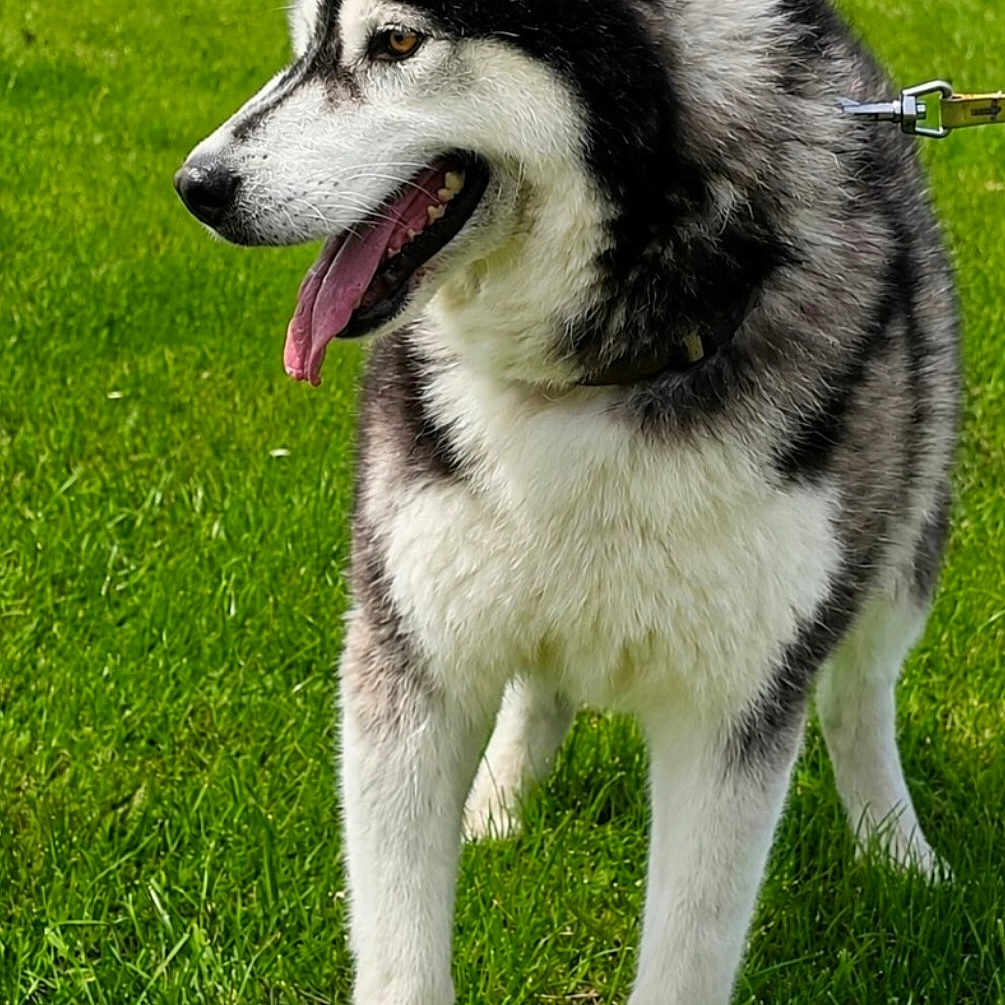 Bojka participe au concours pour gagner de l'argent avec cette photo : dog, siberian_husky, canine, pet, animal, black_and_white, fluffy, standing, tongue_out, open_mouth, pointed_ears, leash, outdoor, grass, lawn, garden, hedge, portrait, side_profile, happy