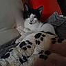 cat, black_and_white, blanket, paw_prints, couch, orange_cushion, indoor, pet, relaxed, fur, whiskers, cozy, feline, resting, soft, home, animal, cute, curious, comfortable