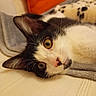 cat, black_and_white, pet, animal, close_up, lying_down, blanket, orange_pillow, whiskers, fur, indoor, cute, relaxed, face, ears, nose, eyes, cozy, soft, resting