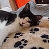 Marguerite a rejoint le concours — aidez-le/la à gagner de superbes lots ! cat, kitten, black_and_white, pet, animal, blanket, paw_prints, cozy, indoor, resting, cute, feline, fur, whiskers, ear, nose, cushion, orange, soft, relaxed