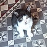 adorable, animal, black_and_white, cat, cute, domestic_animal, ears, eyes, floor, fur, indoor, kitten, looking_up, pattern, pet, sitting, small, tile_floor, whiskers, young