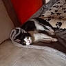 kitten, cat, black_and_white, blanket, paw_prints, couch, pillow, orange_pillow, cozy, indoor, pet, fur, relaxed, wide_eyes, looking, resting, soft_texture, animal, cute, comfort