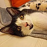 cat, black_and_white, pet, animal, indoor, close_up, yellow_eyes, couch, blanket, orange_pillow, soft_texture, relaxed, feline, whiskers, nose, ears, face, lying_down, cozy, domestic