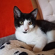 Marguerite a rejoint le concours — aidez-le/la à gagner de superbes lots ! cat, kitten, black_and_white, pet, animal, feline, blanket, paw_print, cushion, orange, white_furniture, indoor, cozy, resting, fur, whiskers, cute, portrait, looking_at_camera, relaxed