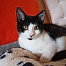 cat, kitten, black_and_white, pet, animal, feline, blanket, paw_print, cushion, orange, white_furniture, indoor, cozy, resting, fur, whiskers, cute, portrait, looking_at_camera, relaxed