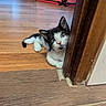 animal, black_and_white, cat, curious, cute, domestic, door_frame, flooring, fur, home, indoor, kitten, lying_down, peek, pet, playpen, small, whiskers, wooden_floor, young