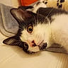 cat, black_and_white, close_up, lying_down, whiskers, curious_eyes, blanket, cushion, indoor, cozy, pet, fur, nose, ear, face, resting, soft_texture, background, relaxed, animal