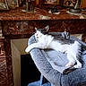 cat, kitten, sleeping, cat_tree, gray, white, black, marble, fireplace, mantel, clock, photograph, family_photo, decor, vintage, indoor, cozy, resting, soft, pet_bed