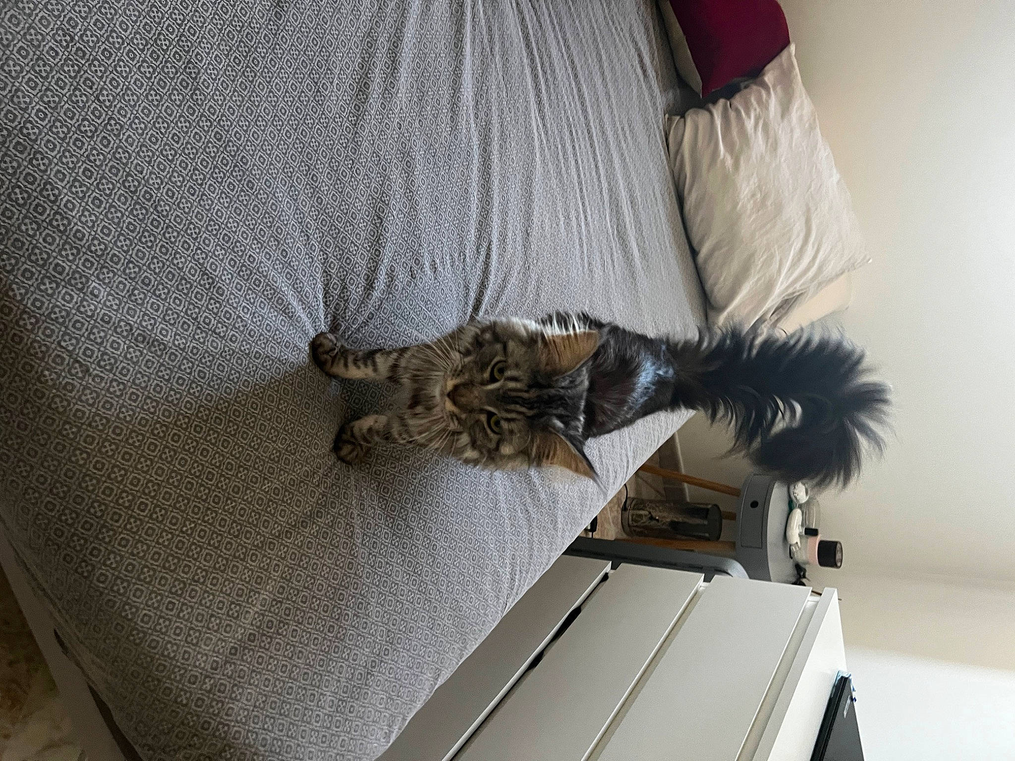 Hermes participe au concours pour gagner de l'argent avec cette photo : bed, bedroom, bird, cabinetry, chair, comfort, couch, fashion_accessory, feather, fur, grey, leather, linens, metal, room, sleeve, textile, waist, wing, wood